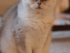 fotos-katten-nov-2012-026_0
