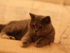 fotos-katten-nov-2012-071