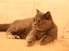 fotos-katten-nov-2012-080